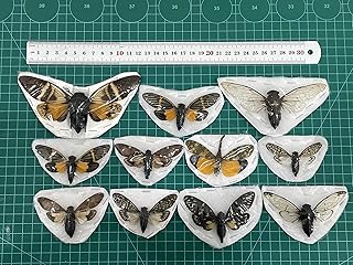 10 Real Cicada Specimen Mounted Wings Beetle Bugs Craft Collection Taxidermy Animals for Entomology Oddity Scientific Lover Insect Home Office Display Artwork VESET7