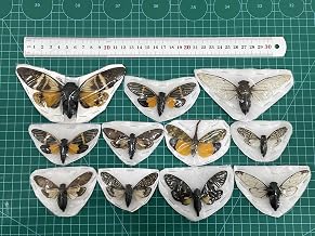 10 Real Cicada Specimen Mounted Wings Beetle Bugs Craft Collection Taxidermy Animals for Entomology Oddity Scientific Lover Insect Home Office Display Artwork VESET7