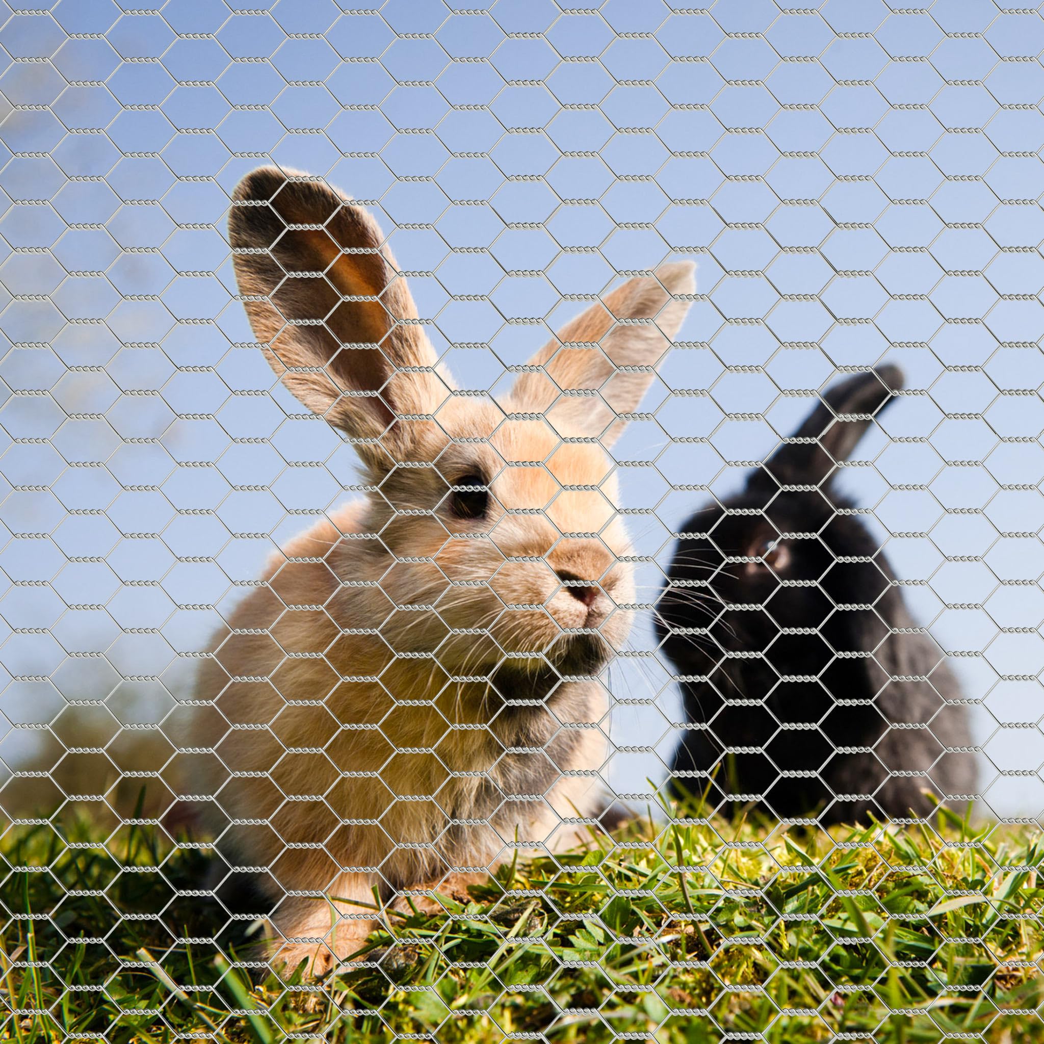 Wiltec Malla metálica de acero galvanizado para pajarera malla hexagonal 13 mm altura 1 x longitud 25 m alambre Ø 0,6 malla para conejos y gallinas cercado de animales terrazas y jardines
