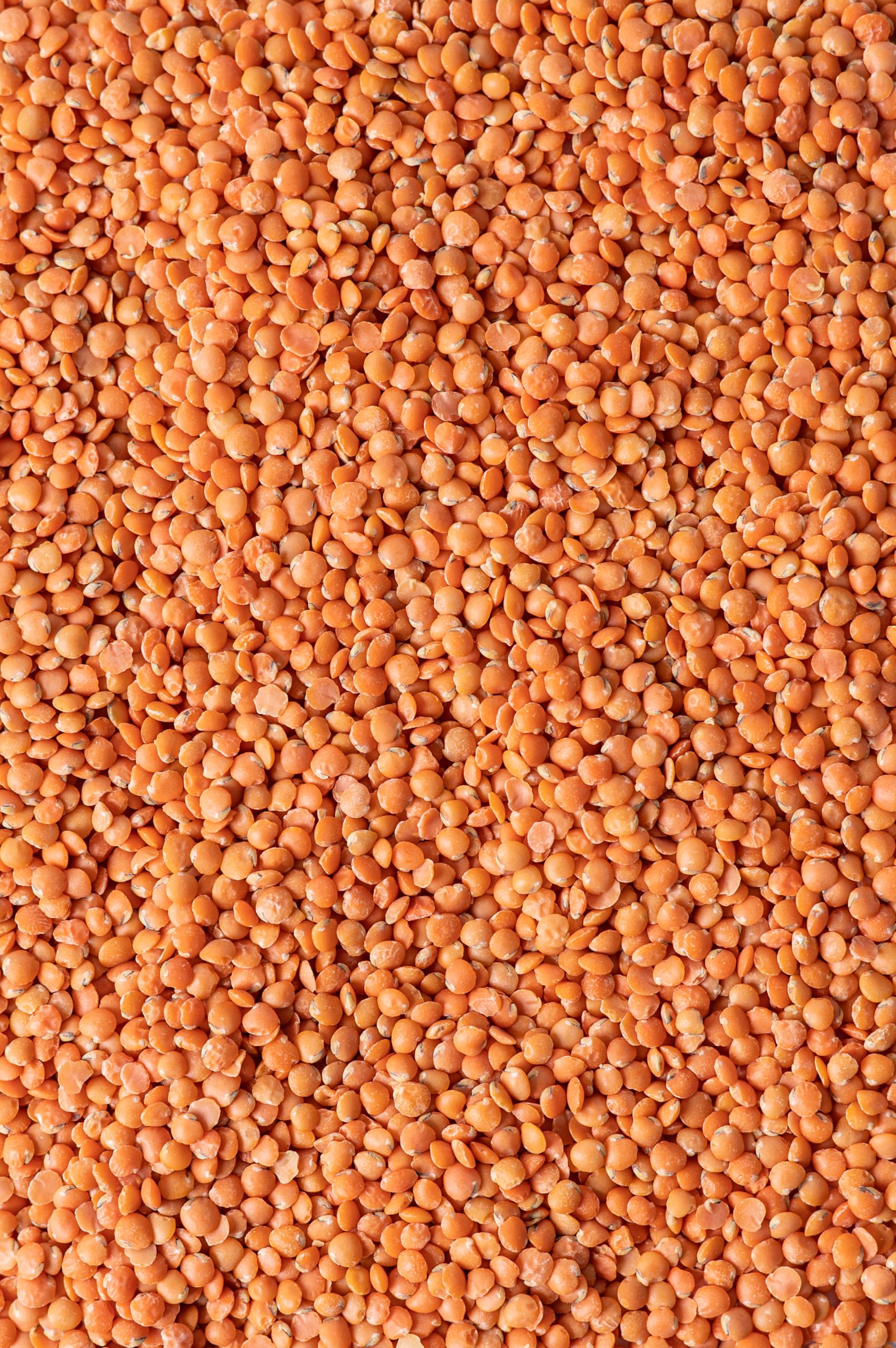 Biojoy BIO-Linsen rot (2,5 kg), getrocknet und ganz, ohne Zusätze