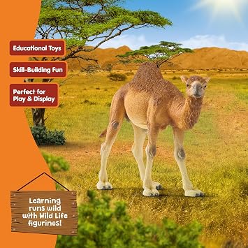 schleich Wild Life - 4 Dromedary Figurine with Realistic Hump - Durable Safari Camel Toy for Tactile Imaginative Play - Desert Animal Figure Educational Toy for Children - Kids Ages 3+ | 14832