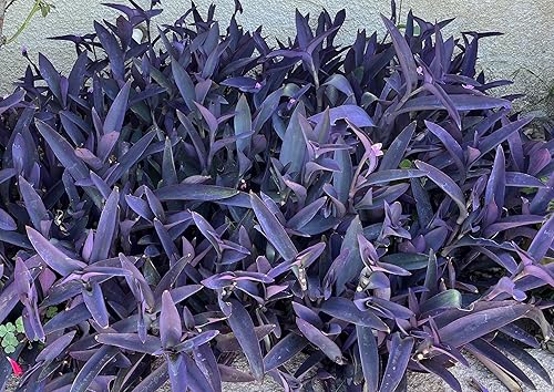 Miniatura 3 de 5 esquejes judíos Corazón púrpura errante Tradescantia Pallida Purpurea 4"-6" Largo