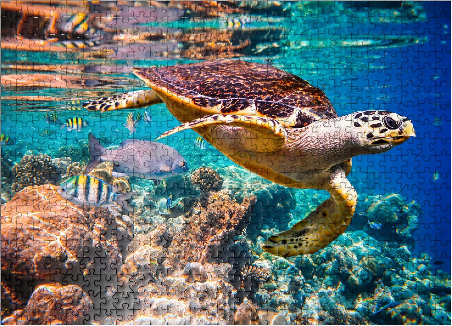 MyPuzzle Hawksbill Turtle Maldives - Premium 1000 Piece Jigsaw Puzzle for Adults