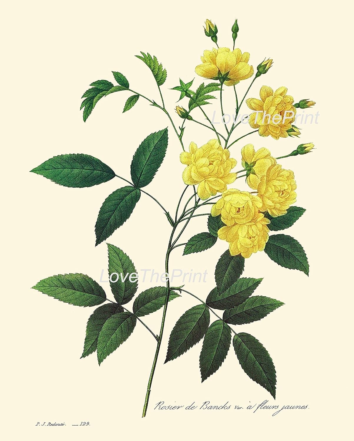 LoveThePrint Beautiful Roses Botanical Wall Art Print Set of 6 Antique Gift Home Decor Pink Yellow White Garden Nature Pretty Interior Design Dining Room Bedroom Illustration Unframed