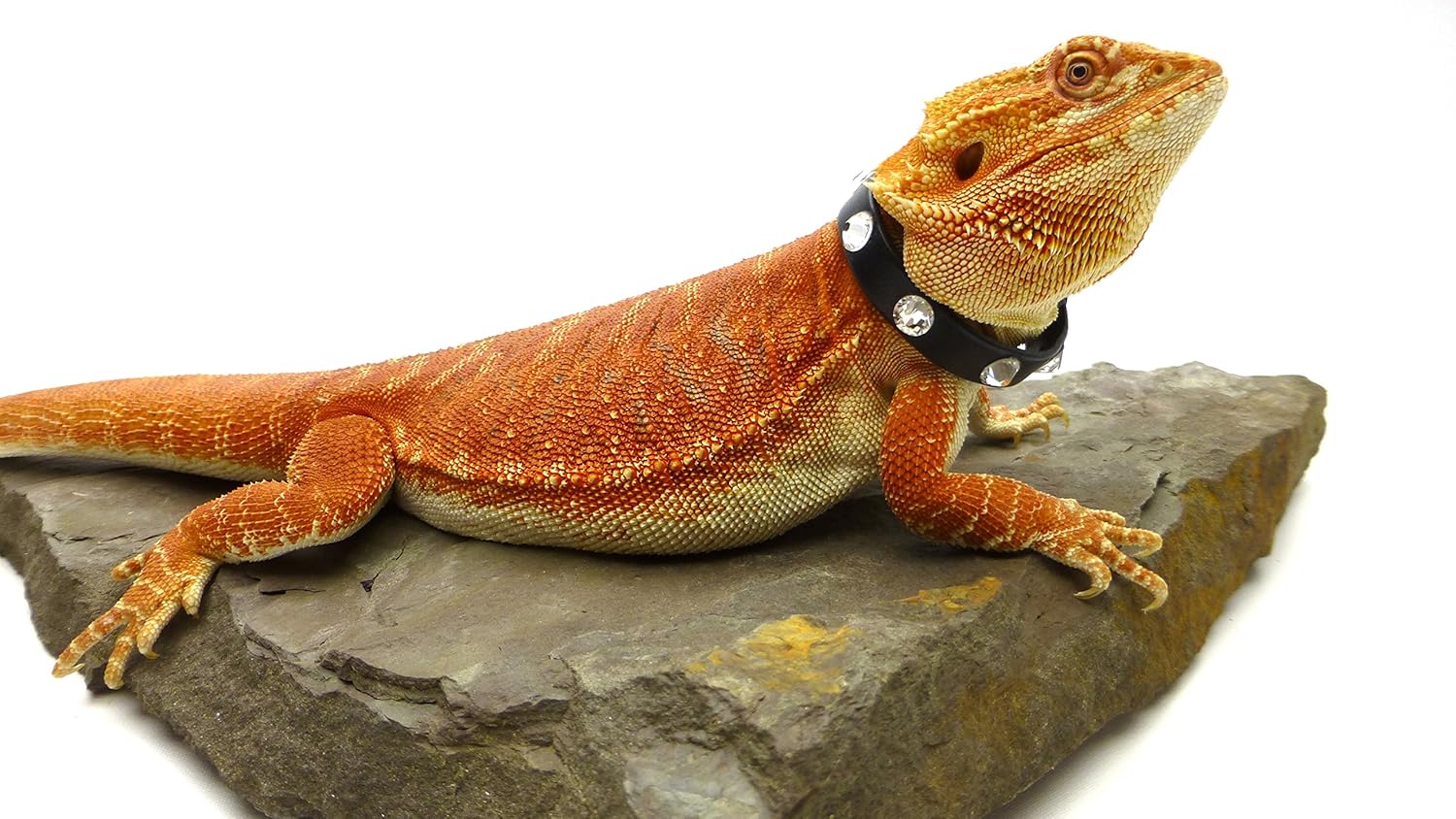 Leather Reptile Collar; Crystal Rhinestones, 6" Neck