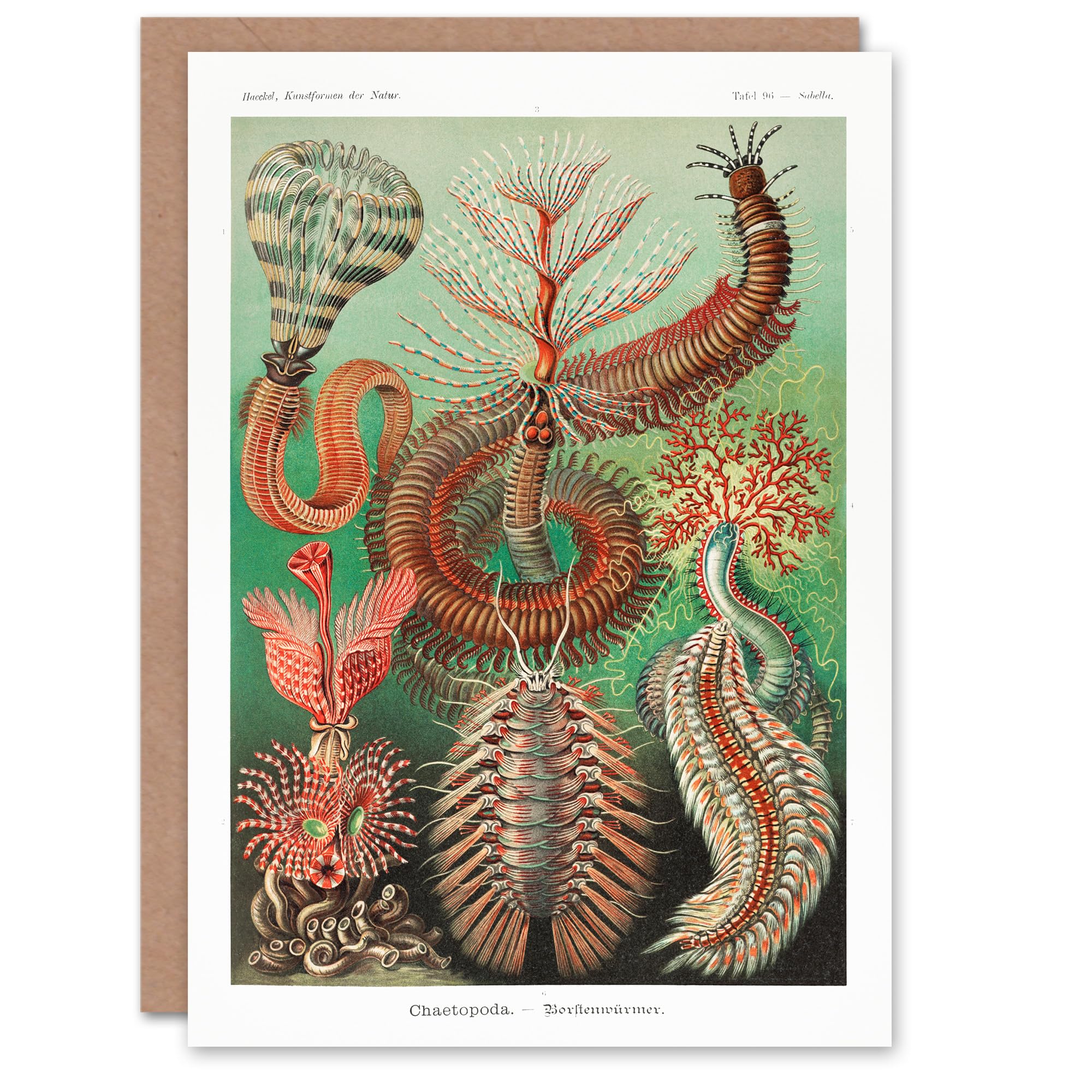 Artery8 Ernst Haeckel Art Card Chaetopoda Annelid Marine Worms
