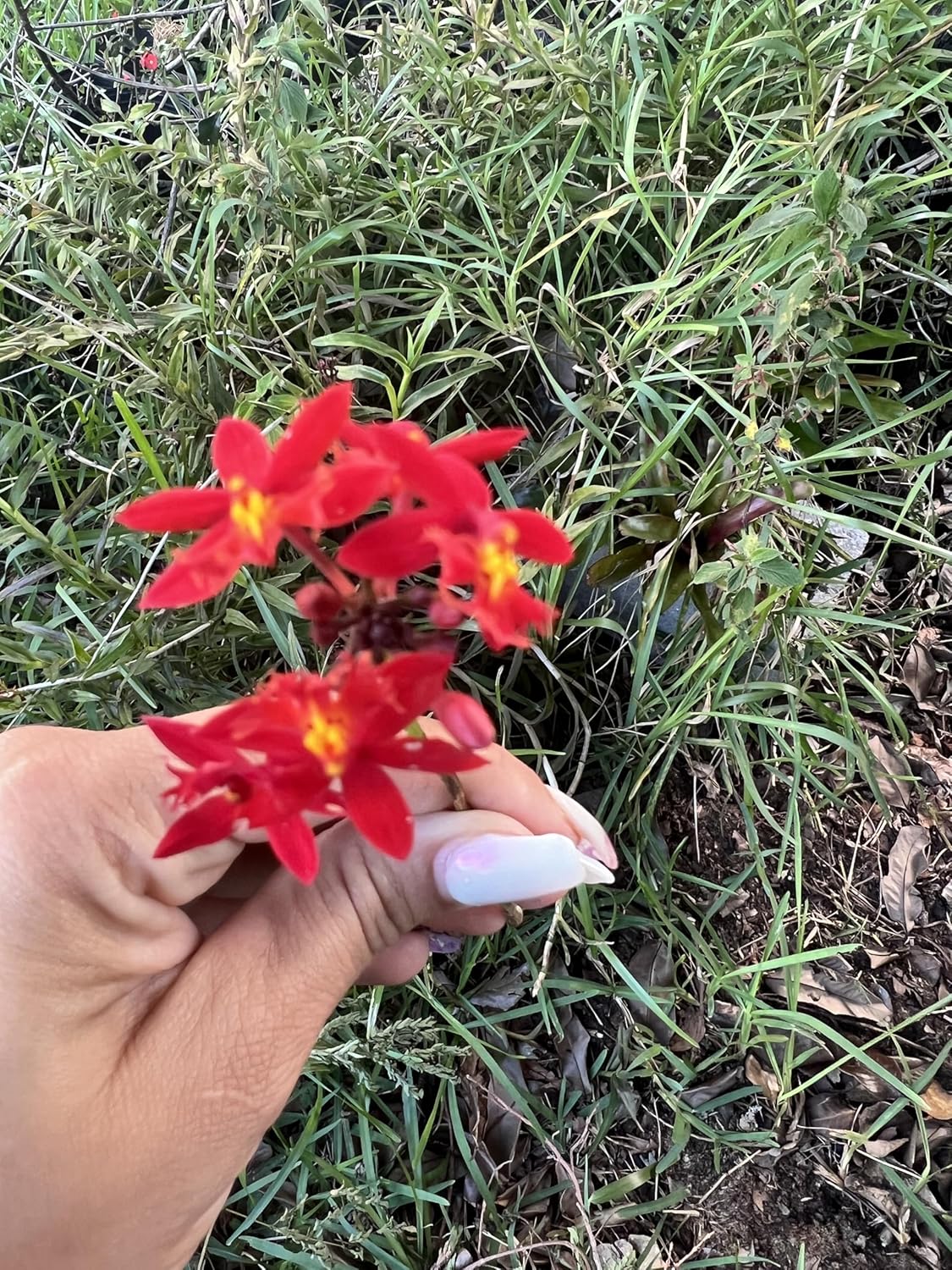 Epidendrum Orchid – Red Blooming Reed-Stem Orchid – Easy-Care Tropical Plant for Indoors or Outdoors 1 Cluster in a 5in Pot