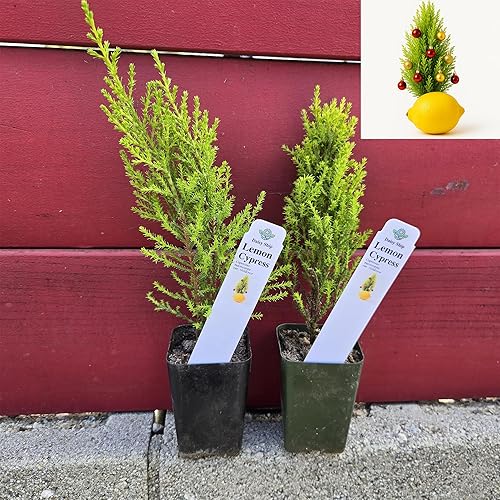 Árbol de Navidad de Limón. Ciprés Limón 'Goldcrest' (Cupressus Macrocarpa) - Follaje Verde-Amarillo Vibrante, Aroma Cítrico, InteriorExterior (2