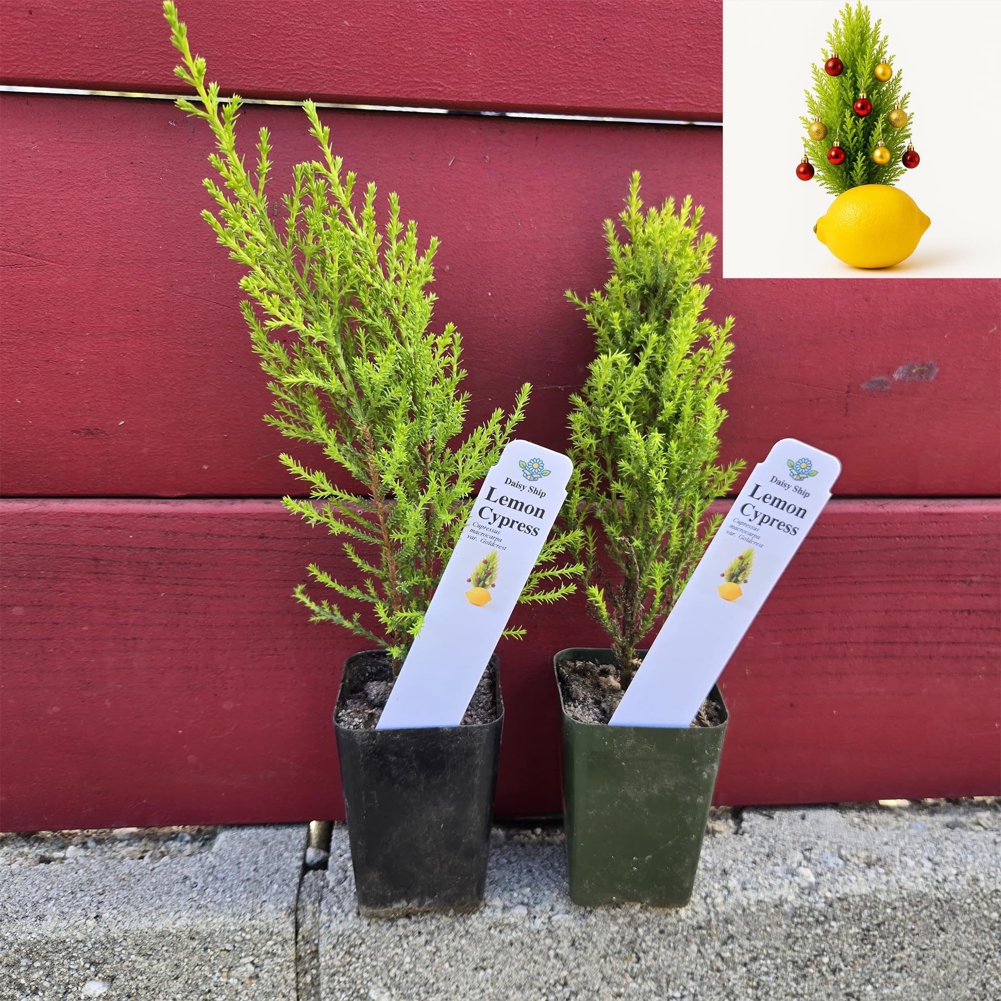 Lemony Christmas Tree