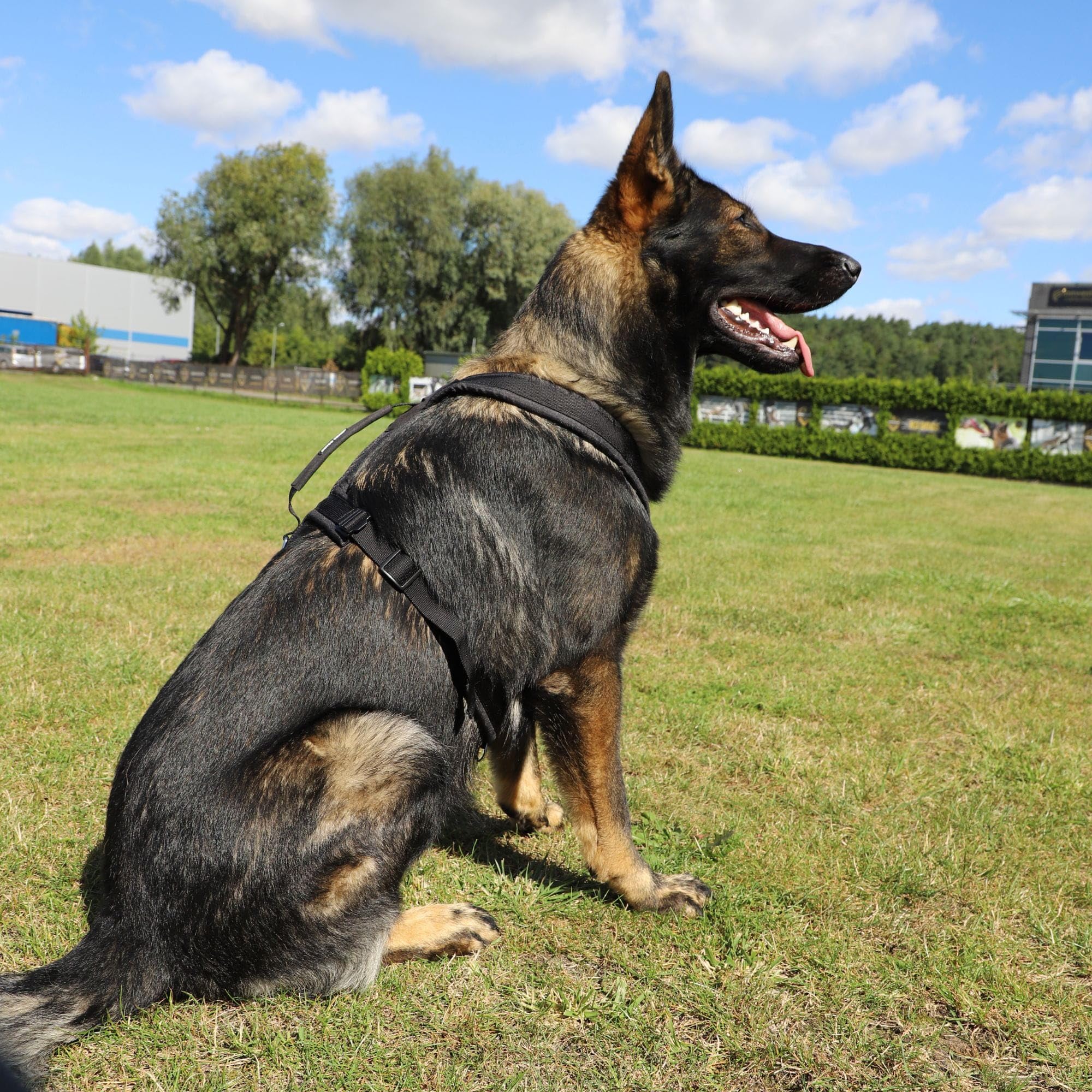 Dingo Gear S03226 - Arnés para perro ultraligero (3XL, ajustable, cómodo, fácil de poner, cuello 72 cm, pecho 50-120 cm)