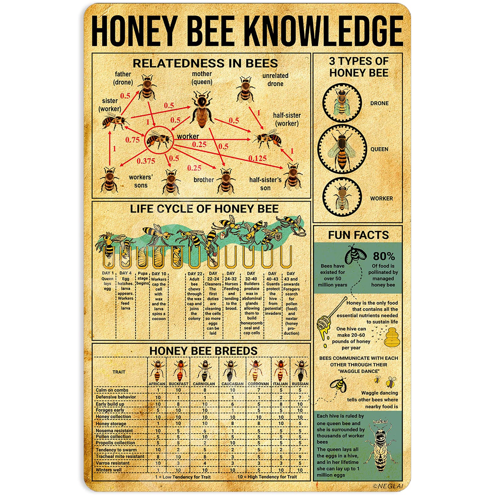 peiyeety Metal Tin Sign Vintage Honey Bee Knowledge Chart, Retro Nature Wall Decor, Educational Metal Art for Garden, Kitchen, Classroom, Living Room,12x16 Inch
