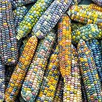 Vista 12 de Eden Brothers Semillas de maíz - Golden Bantam 8 Row