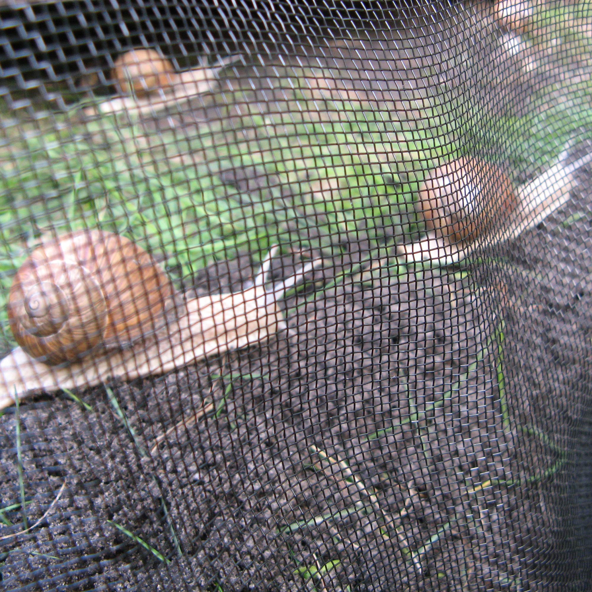 TENAX Rete per Allevamento Lumache e Chiocciole, Elicicoltura, Elix PRO, Nero, 1x100 m