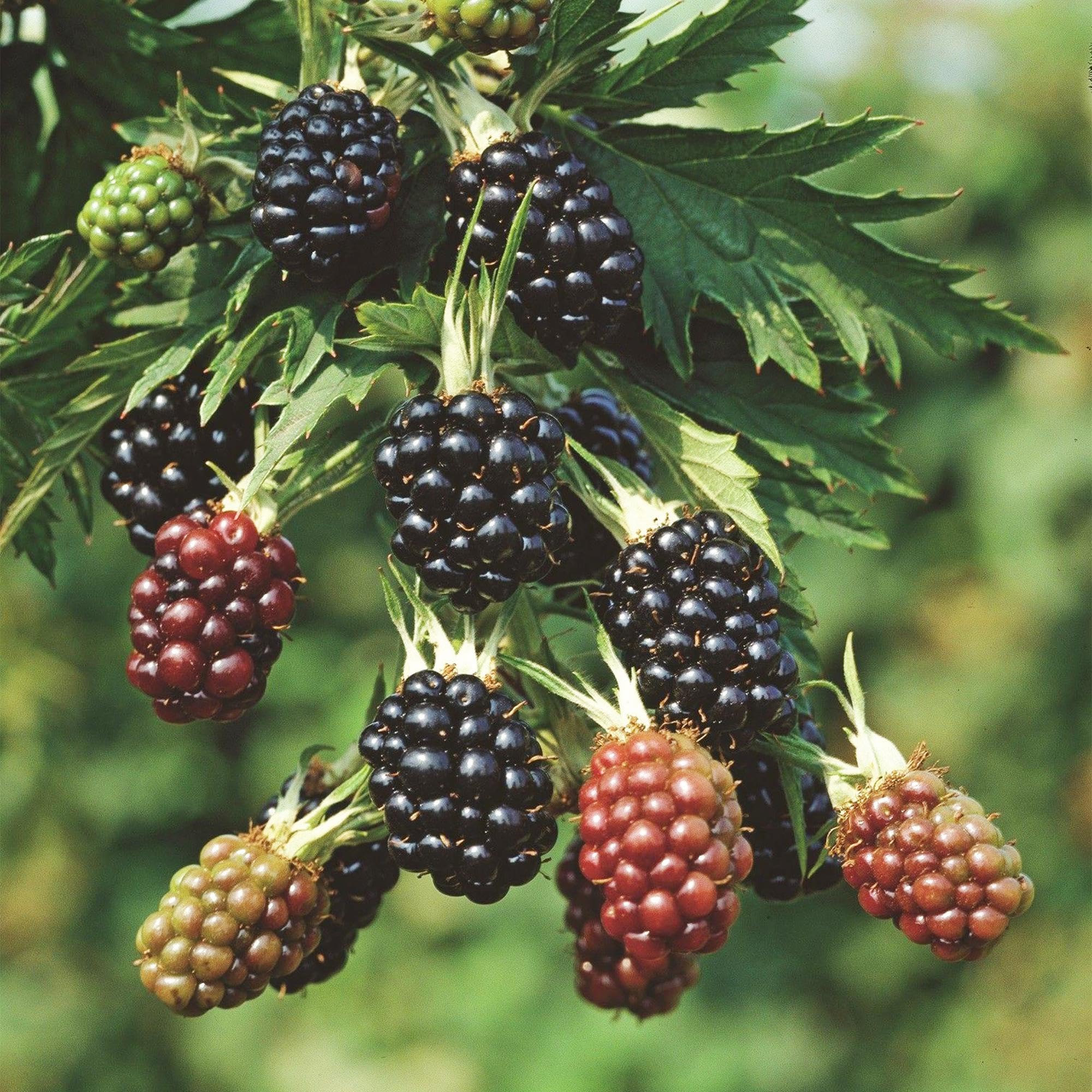 Green boutiQ - Obstpflanze - Rubus fruticosus Thornless Evergreen - Brombeerpflanze - Dornenlos - Schwarze Brombeere - 2 Pflanzen - Topf 15cm - Höhe 50cm