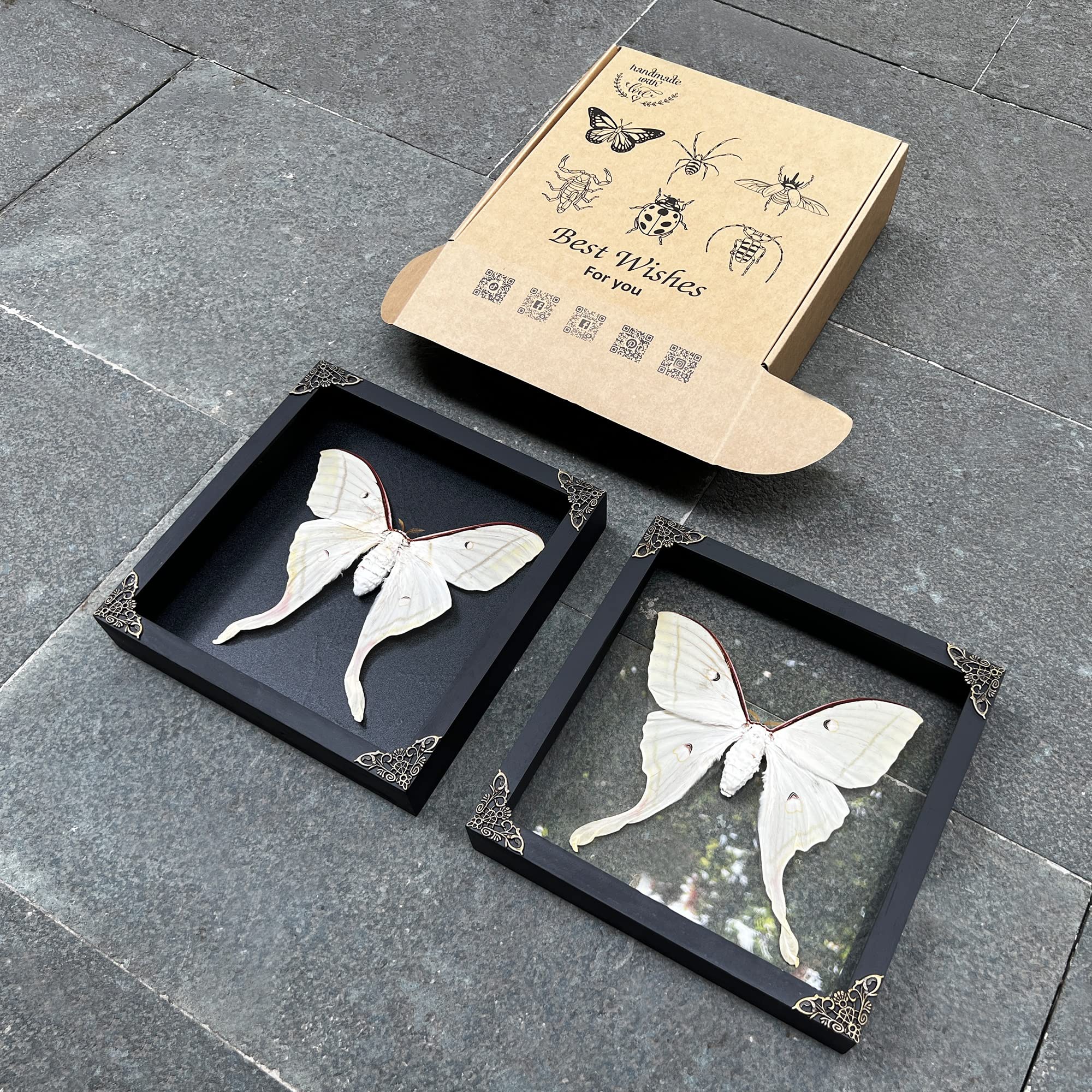 Amazon.co.jp: Real Actias Selene Moth フレーム付きシャドーボックス