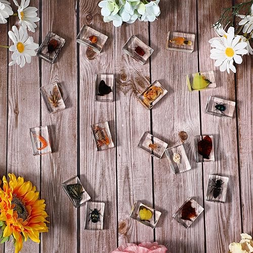 Miniatura 5 de 12 piezas de insecto en resina, colección de insectos de mariposa, pisapapeles, 12 estilos de espécimen de insectos reales preservados en resina