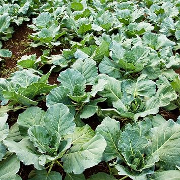 Chinese Broccoli-1000 Seeds,Kai LAN,GAI LAN,Brassica Alboglabra,Open Pollinated