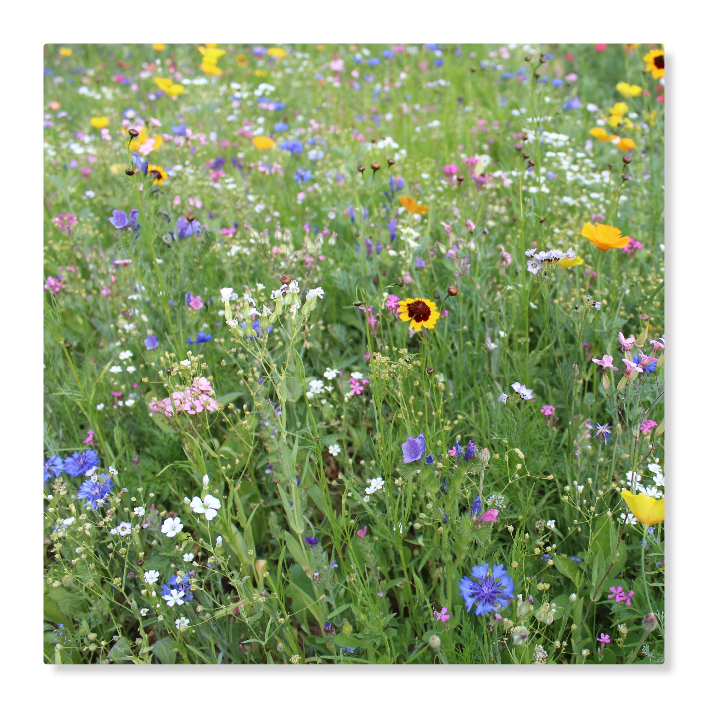 Blumenwiese LaFleur Chrono Der Allrounder Bienenwiese/Insektenwiese einjährige Blühmischung schnelle Blüte für ca. 75m², 300 Gramm