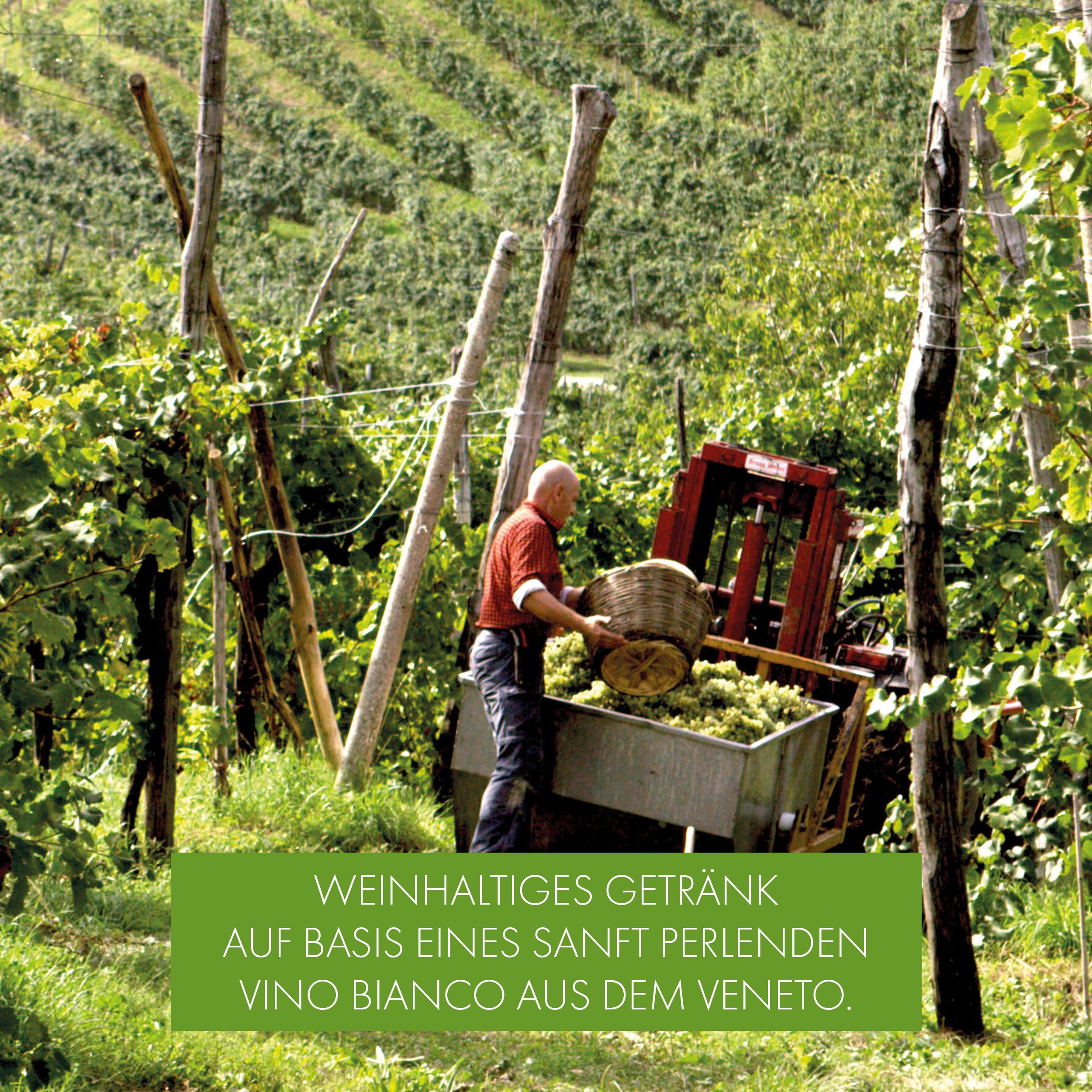 Mionetto IL Hugo Aperitivo, Holunderblüte und Limette (6x0,75l) Aktionspaket, Weinhaltiges Getränk auf Basis eines Vino Bianco aus dem Veneto, sommerliche Alternative zu Sekt, Weißwein oder Cremant