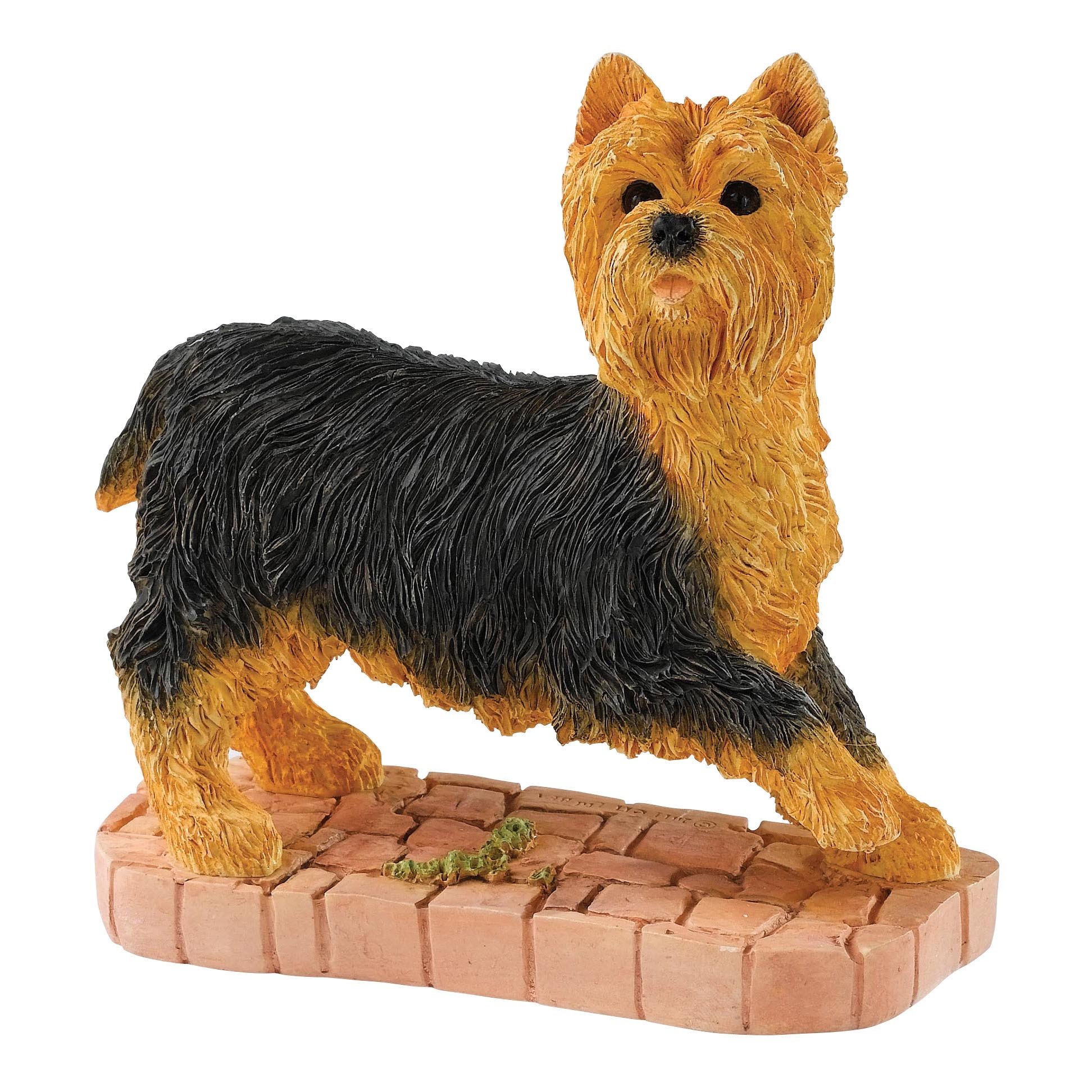 Bfa Studio DogsYorkshire Terrier Standing