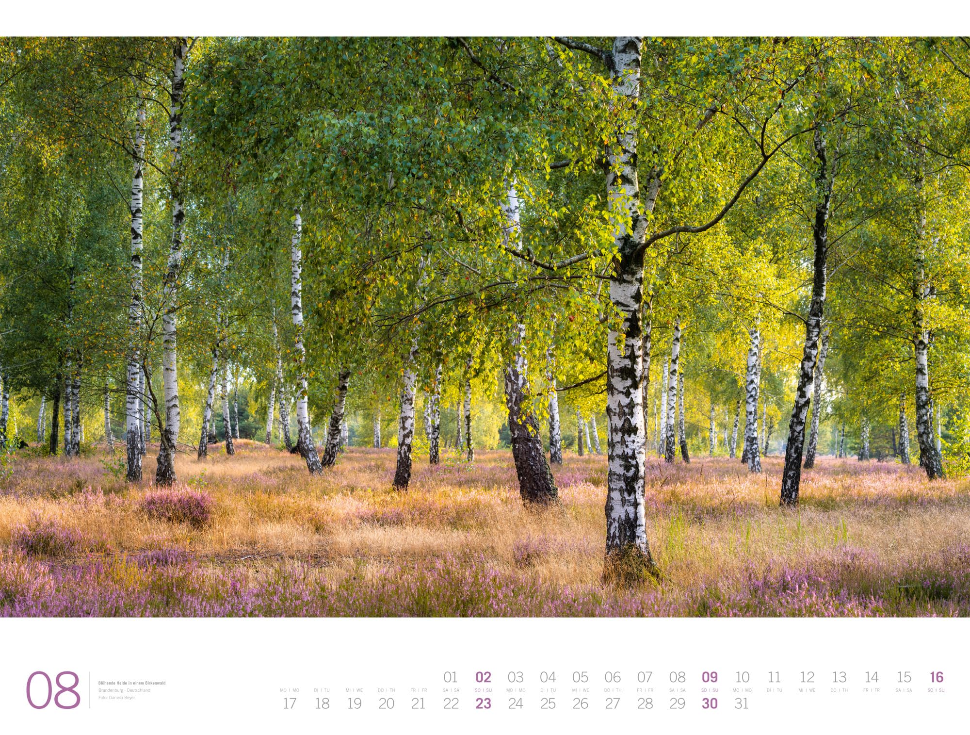 Wald Gallery Kalender 2026 | Geschmackvoller Natur-Kalender im großen Querformat (66x50 cm) | Wälder und Bäume im Großformat