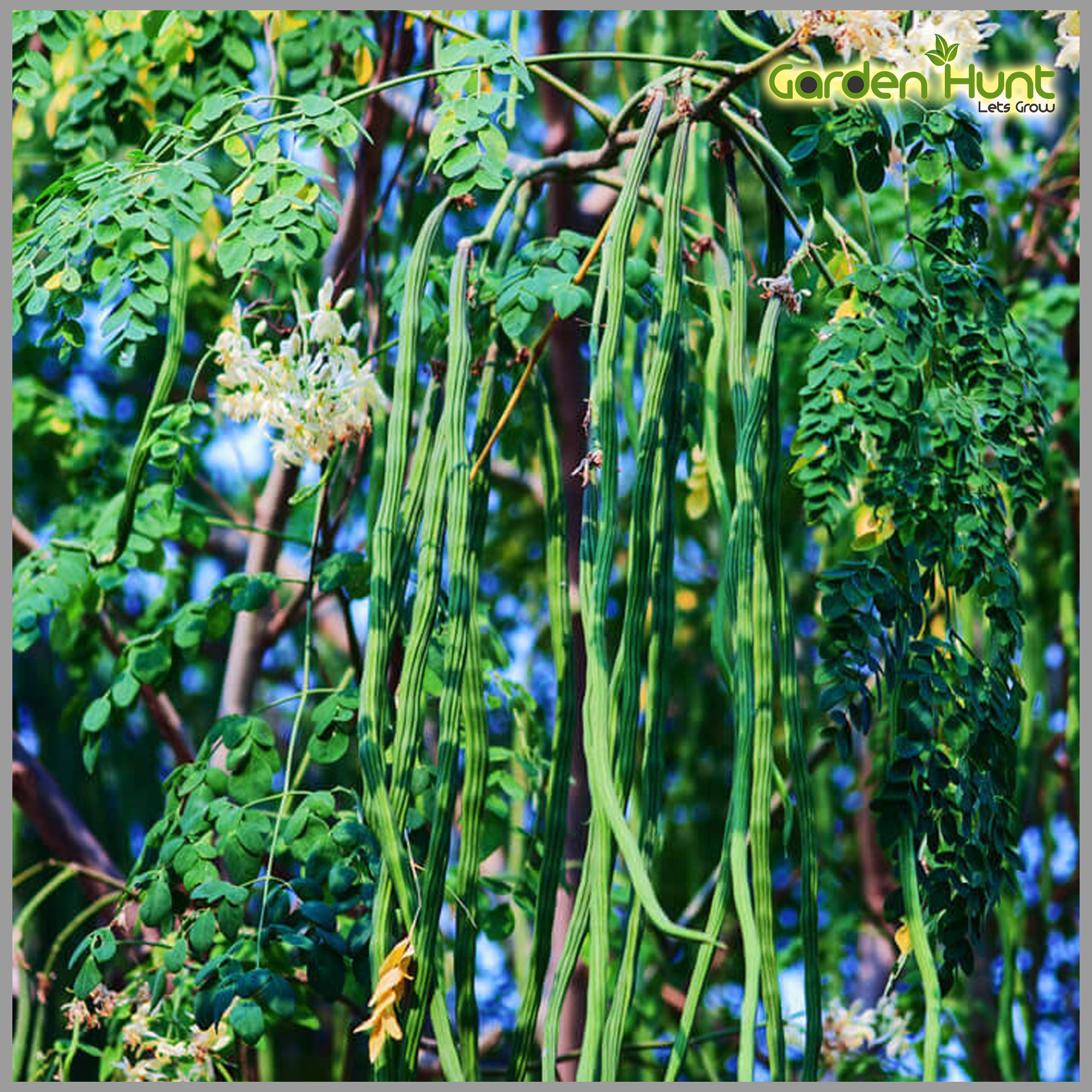 Moringa Long (Drum Stick/Saijan ki Phalli/Saragavo) Seeds (Pack of 20 Seeds)- GardenHunt (B087X21WHX) Amazon Price History, Amazon Price Tracker