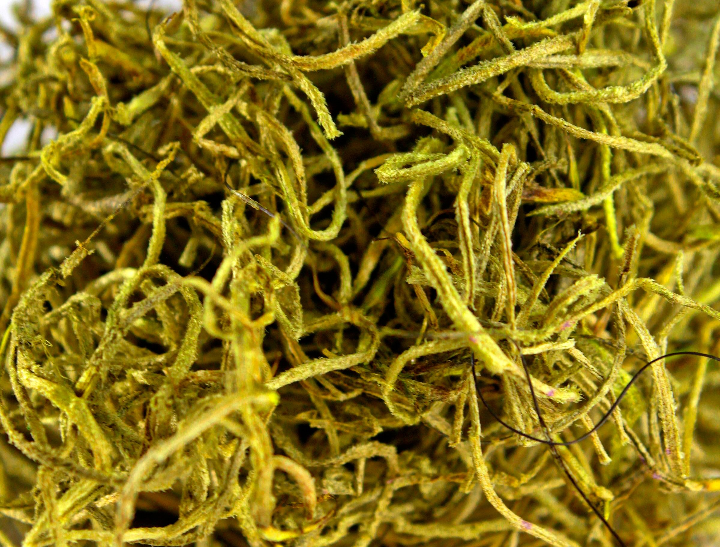 SuperMoss (26966) Spanish Moss Preserved, Pear, 8oz