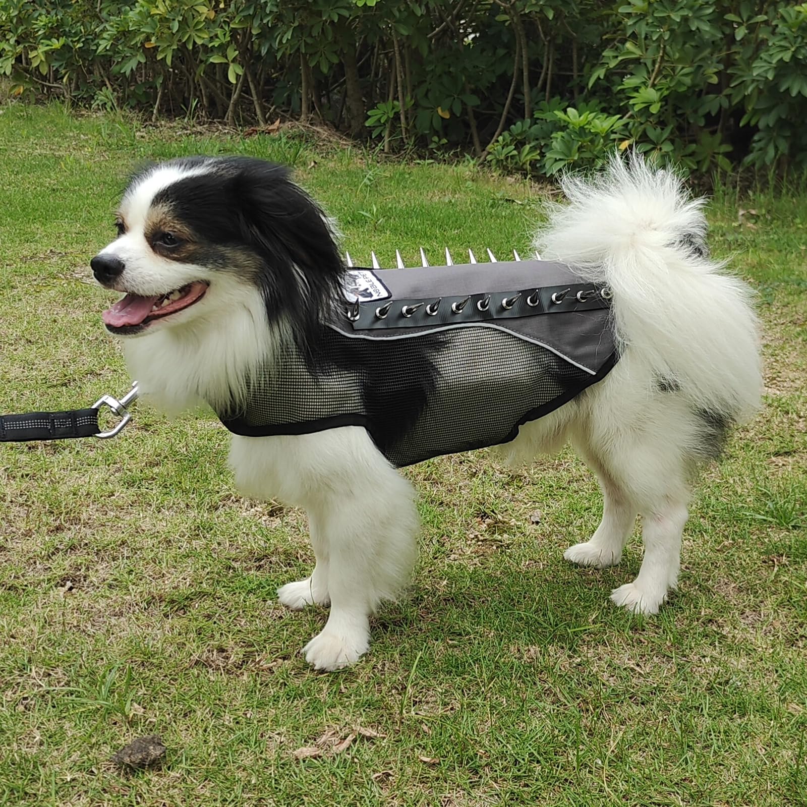 Gilet à Pics Pour Chien - Protection Anti-coyote/faucon - Tissu Oxford, Pics Métal Amovibles - Réglable, Bandes Réfléchissantes