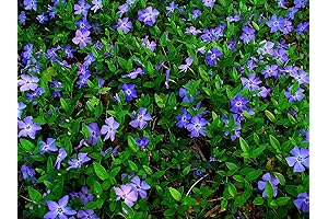 Vinca Minor Creeping Myrtle Seeds