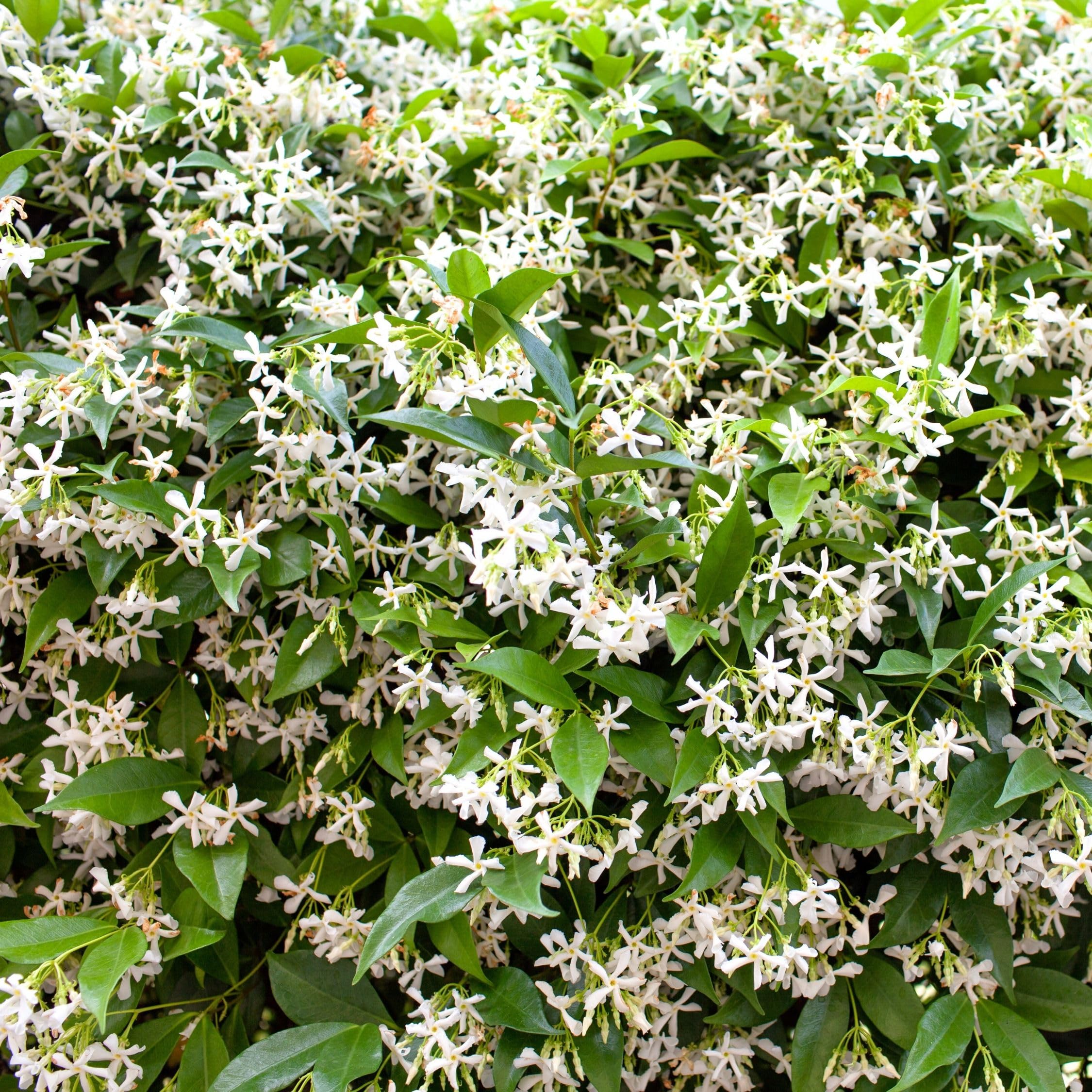 Plant in a Box - Trachelospermum jasminoides - XL Jasmin etoile grimpant - Fleurs blanc - Pot 17cm - Hauteur 110-120cm