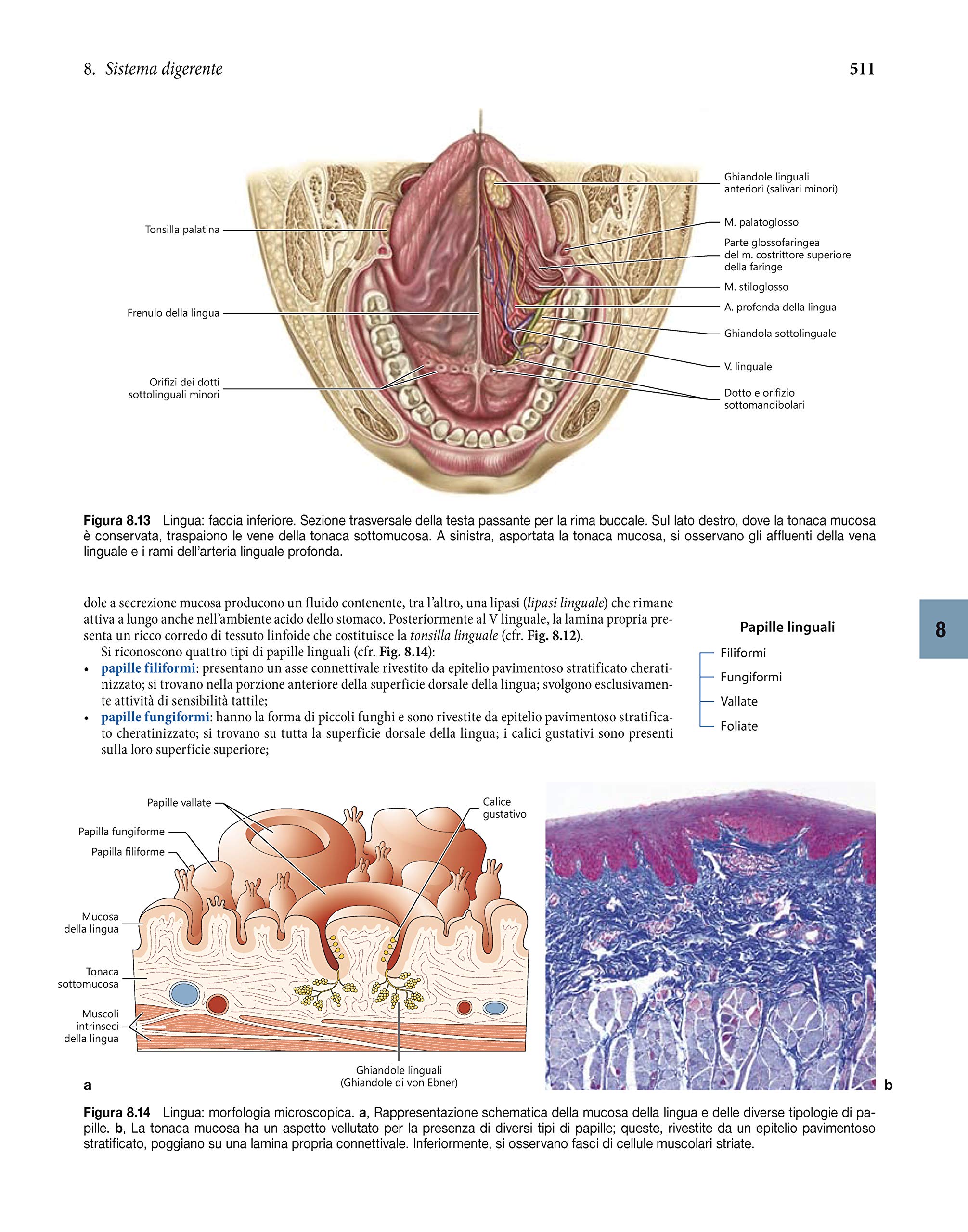 Anatomia umana. Fondamenti. Con istituzioni di istologia. Con e-book. Con espansione online