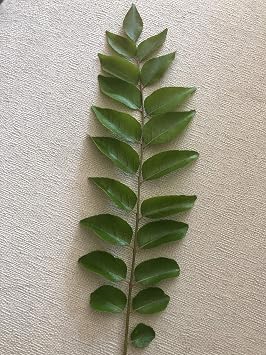 Fresh Curry Leaves on Stems Aromatic Kadi Patta for Cooking, Indian Cuisine, Ayurvedic Use Farm Fresh, Handpicked & Packed to Order