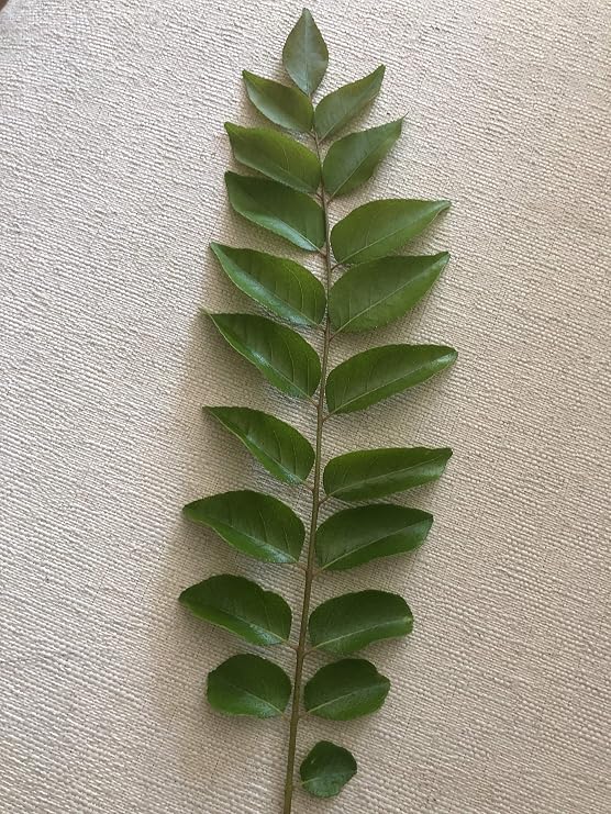 Fresh Curry Leaves on Stems Aromatic Kadi Patta for Cooking, Indian Cuisine, Ayurvedic Use Farm Fresh, Handpicked & Packed to Order