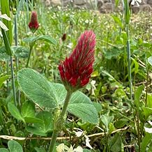 Plant Good Seed Organic Crimson Clover Bulk Seeds 75,000 Count