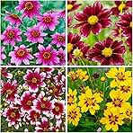 2000+Dwarf Coreopsis Plains Wild Flower Seeds for Planting Outdoor-Perennial Coreopsis Tinctoria Plants Bloom Garden Home Non-GMO Heirloom