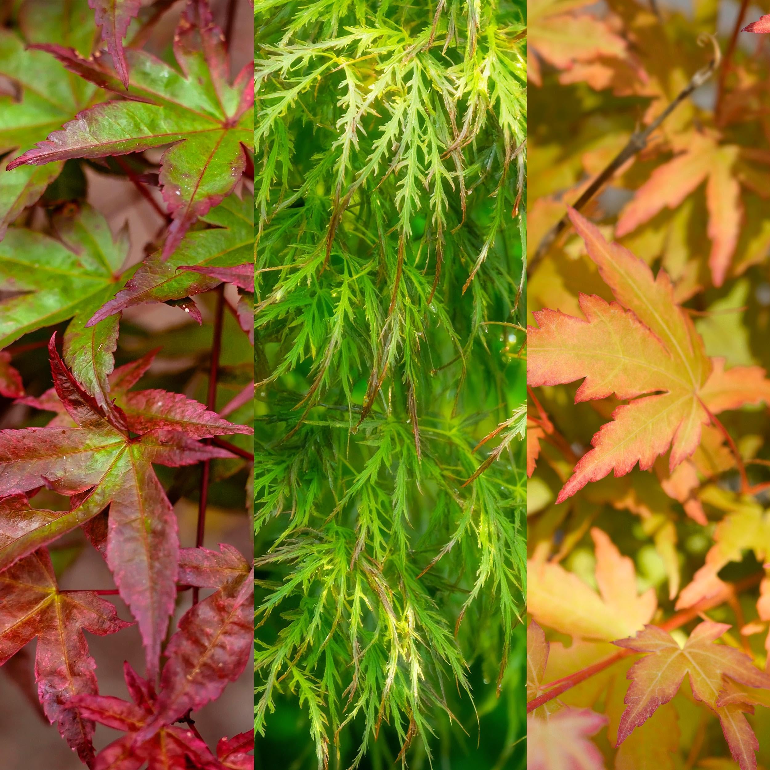 Acer palmatum Tricolour - Rosso-verde-arancio - 3 piante - Perde le foglie - Bassa manutenzione - 25-35cm - Ø12cm - Pianta da giardino