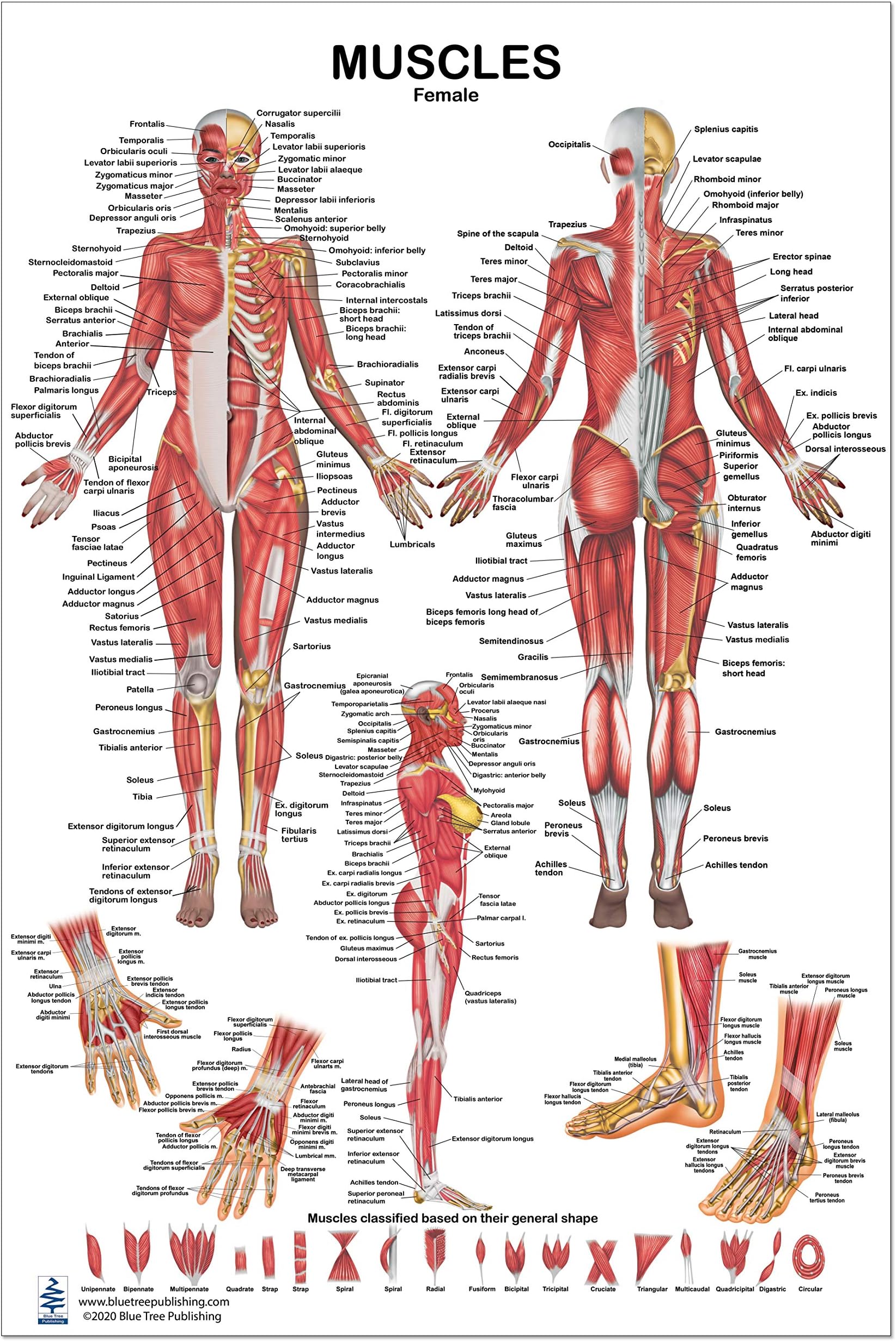 Blue Tree Publishing Muscles Female -2 Views Poster 24x36inch, for Physical F...