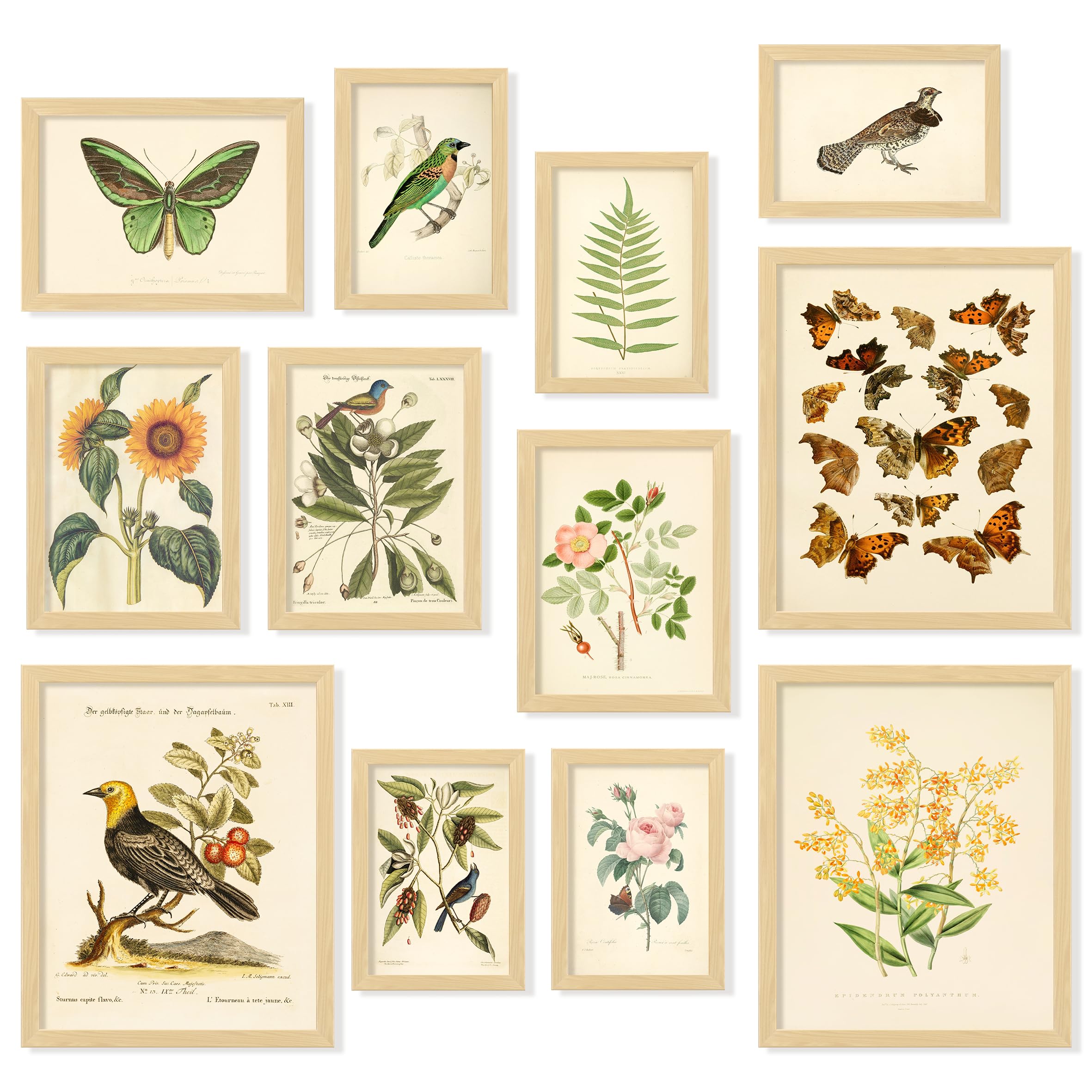 アート　PRETTY GREEN Prints 「Pocket Full」 Amazon.com: 97 Decor Vintage Botanical Wall Art - Vintage