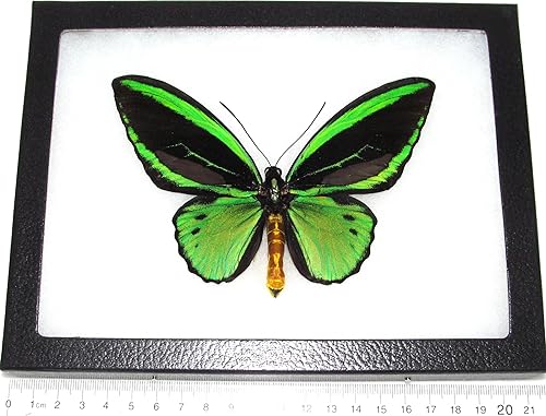 O. priamus Poseidon Real Mariposa Enmarcada Verde Negro Indonesia