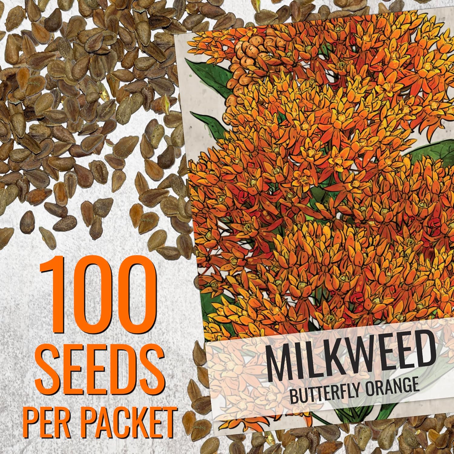 Seed Needs Orange Milkweed Seeds for Planting Butterfly Weed - Heirloom & Untreated Perennial Flower Seed to Grow a Monarch Butterfly Garden (20 Packs)