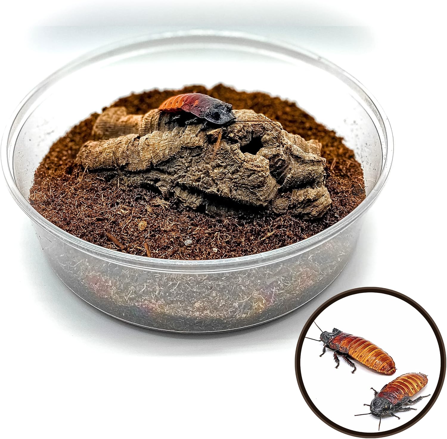 Creation Cultivated - Adult Breeding Pair - Madagascar Hissing Cockroach Habitat Enclosure Kit - Gromphadorhina portentosa