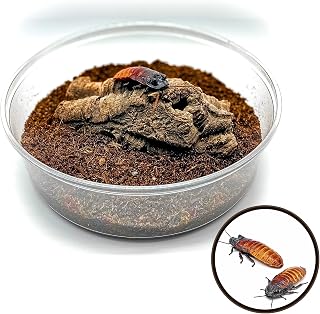 Creation Cultivated - Adult Breeding Pair - Madagascar Hissing Cockroach Habitat Enclosure Kit - Gromphadorhina portentosa