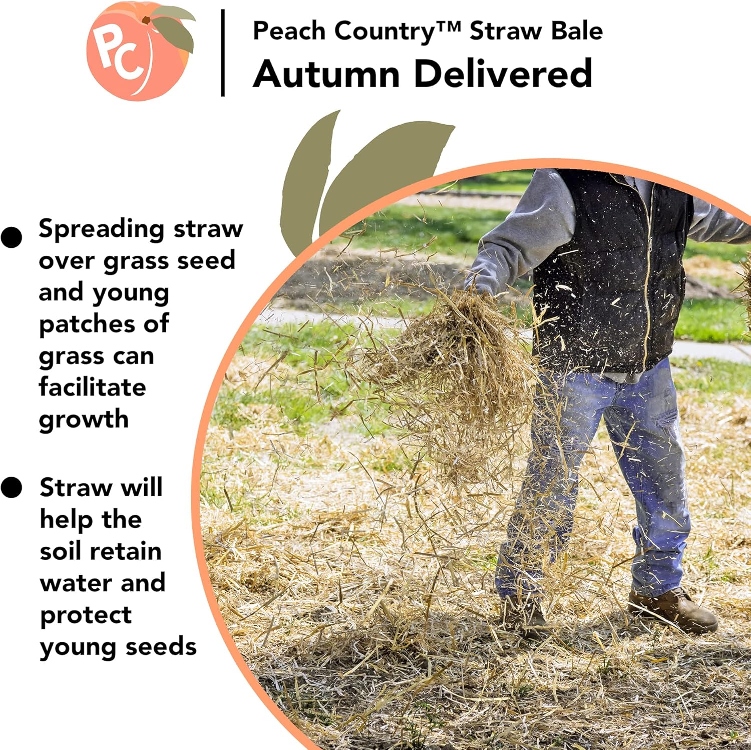 Peach Country Real Full Size Straw Bale, 35" x 19" 12", for: Autumn Fall Decorations, Bedding, Over Seeding,