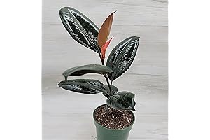 Ficus Elastica Burgundy Rubber Plant