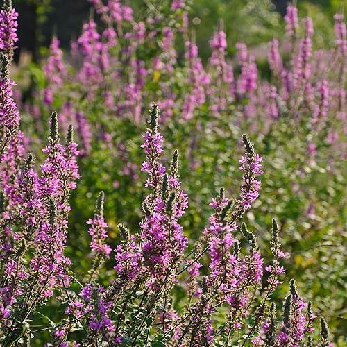 Outsidepride Verbena perenne Stricta Hoary Verbena Flores cortadas para jardín y atracción de mariposas - 5000 semillas