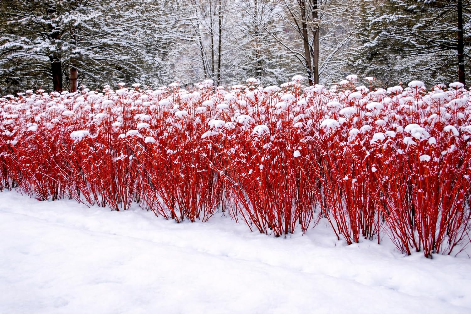 Red Dogwood Cuttings to Grow - Vibrant Red Bark Makes Great Display for Landscape or Garden or use as Privacy Hedge - Redosier Dogwood (50 Cuttings)