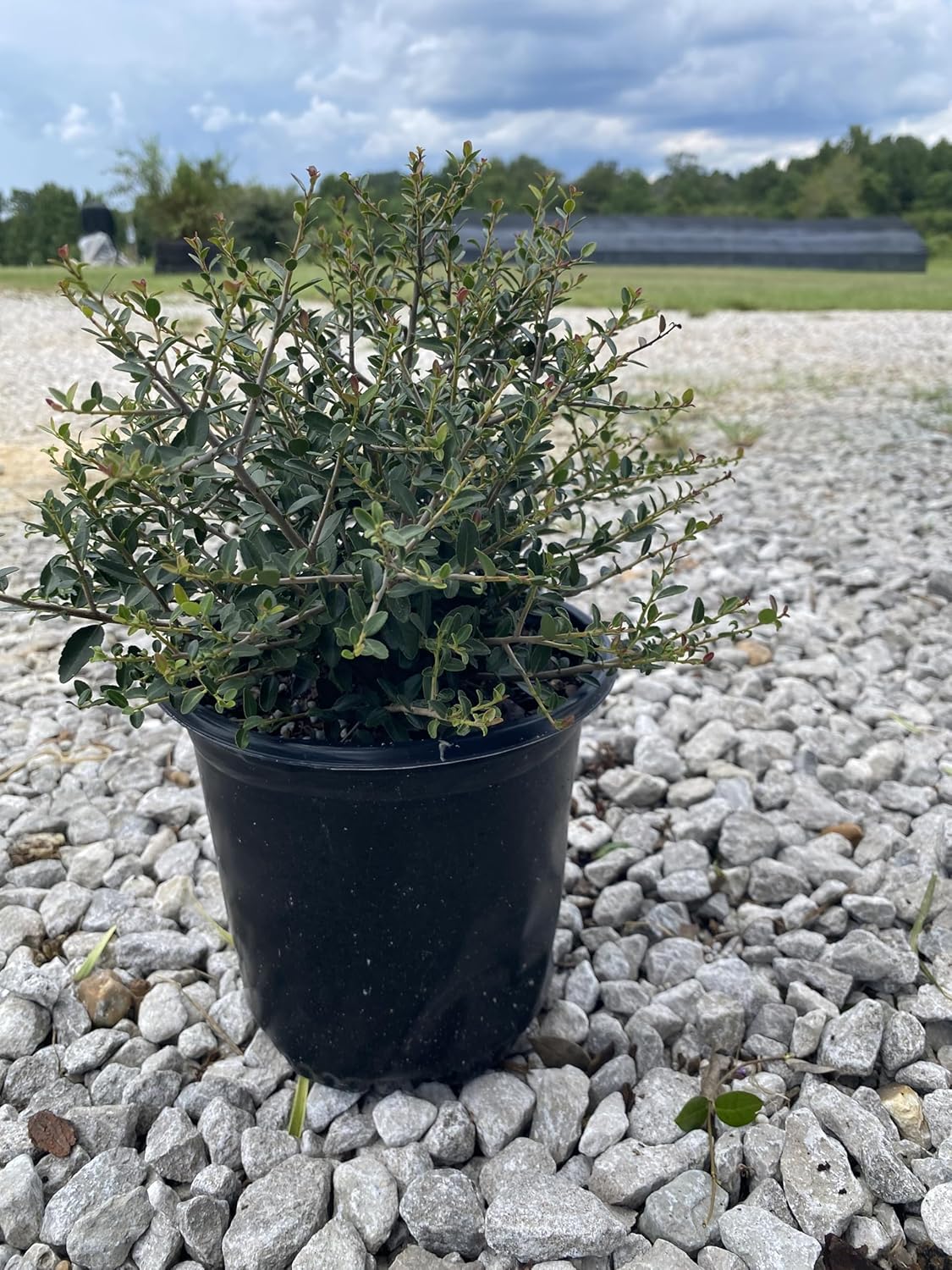 Dwarf Yaupon Holly Shrub, Live Plant, 1 Gallon Container Size, Evergreen Ornamental Bush