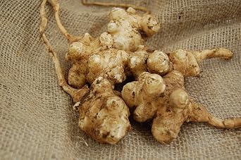 Jerusalem Artichokes -Perennial-organic Plants-sunchoke Tubers-plant-each 1 Pound by Yumheart Gardens