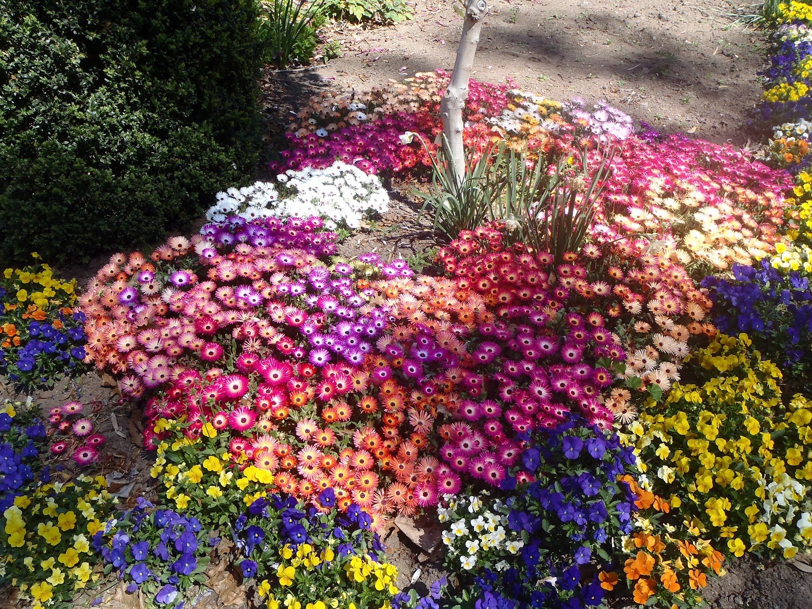 Creative Farmer Flower Seeds : Livingstone Daisy Seeds Gardening Ideas Garden [Home Garden Seeds Eco Pack] Plant Seeds (B078RG51TJ) Amazon Price History, Amazon Price Tracker