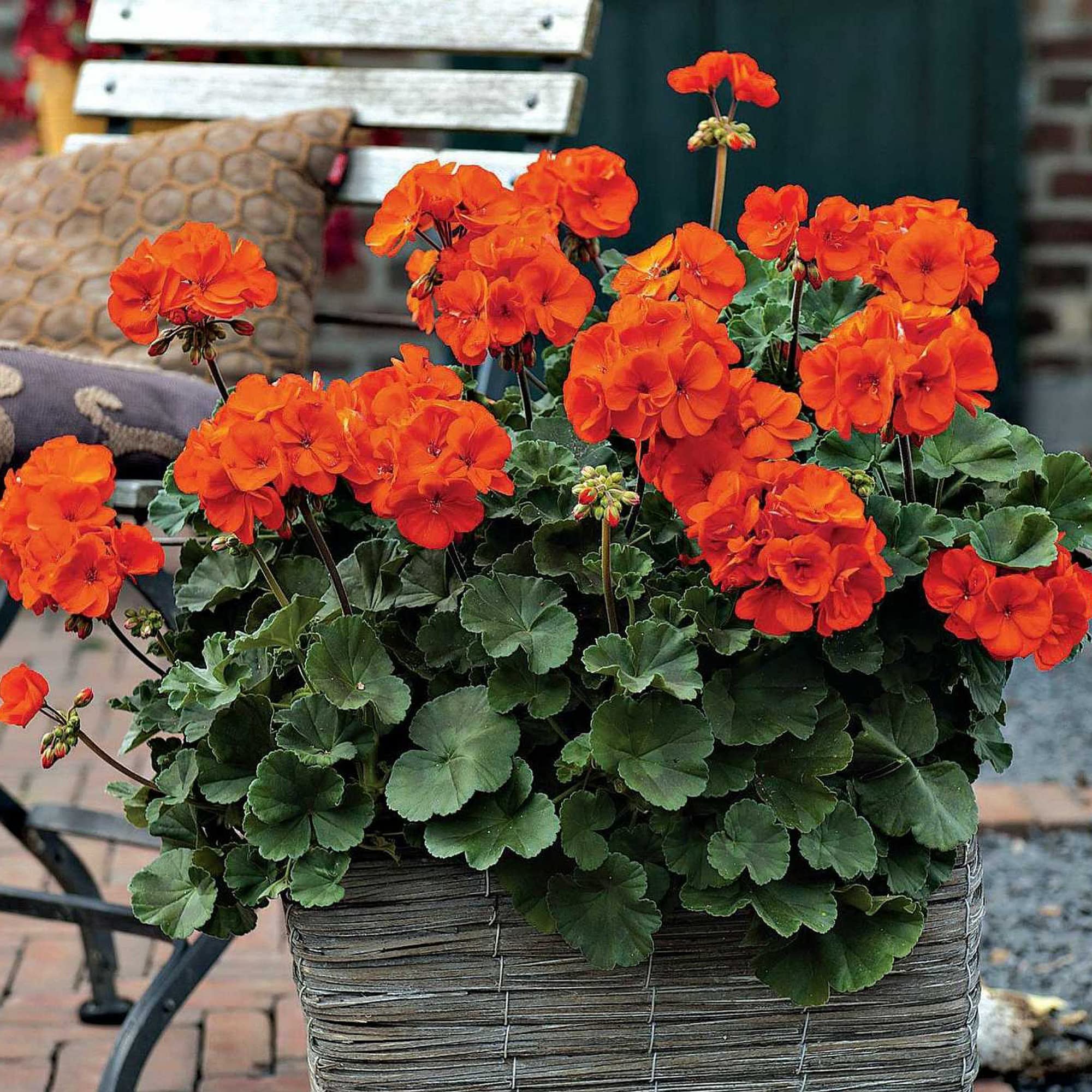 See full amazon price history chart for Gurveplantationi® Geranium Dark Orange Color Flower Plant Live with Black Plastic Pot. Gurveplantationi® Geranium Dark Orange Color Flower Plant Live with Black Plastic Pot. (B0BDTY4JNN) Amazon Price History, Amazon Price Tracker